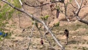 Himachal News : गद्दी समुदाय के भेड़पालक की गला रेतकर ह*त्या, इलाके में सनसनी