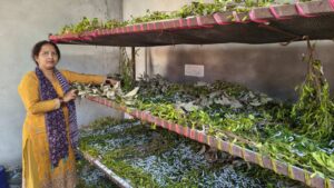 Mandi News : रेशम कीट पालन से आत्मनिर्भर बन रही महिलाएं, सिंहारन की मधु ने लिखी सफलता की नई इबारत